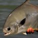 Yucatan Permit B&C BECK Image 0715_web