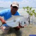 bocapailapermit2backbone Permit fishing at Boca Paila, Mexico